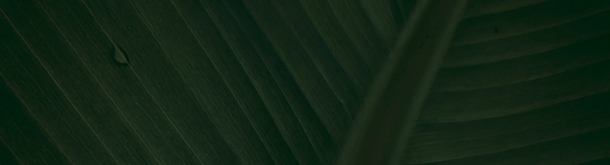 hero-image_optimized 5-Amino-1MQ